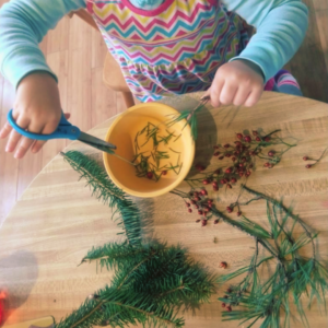 A child cutting evergreen branches with scissors for winter potpourri.